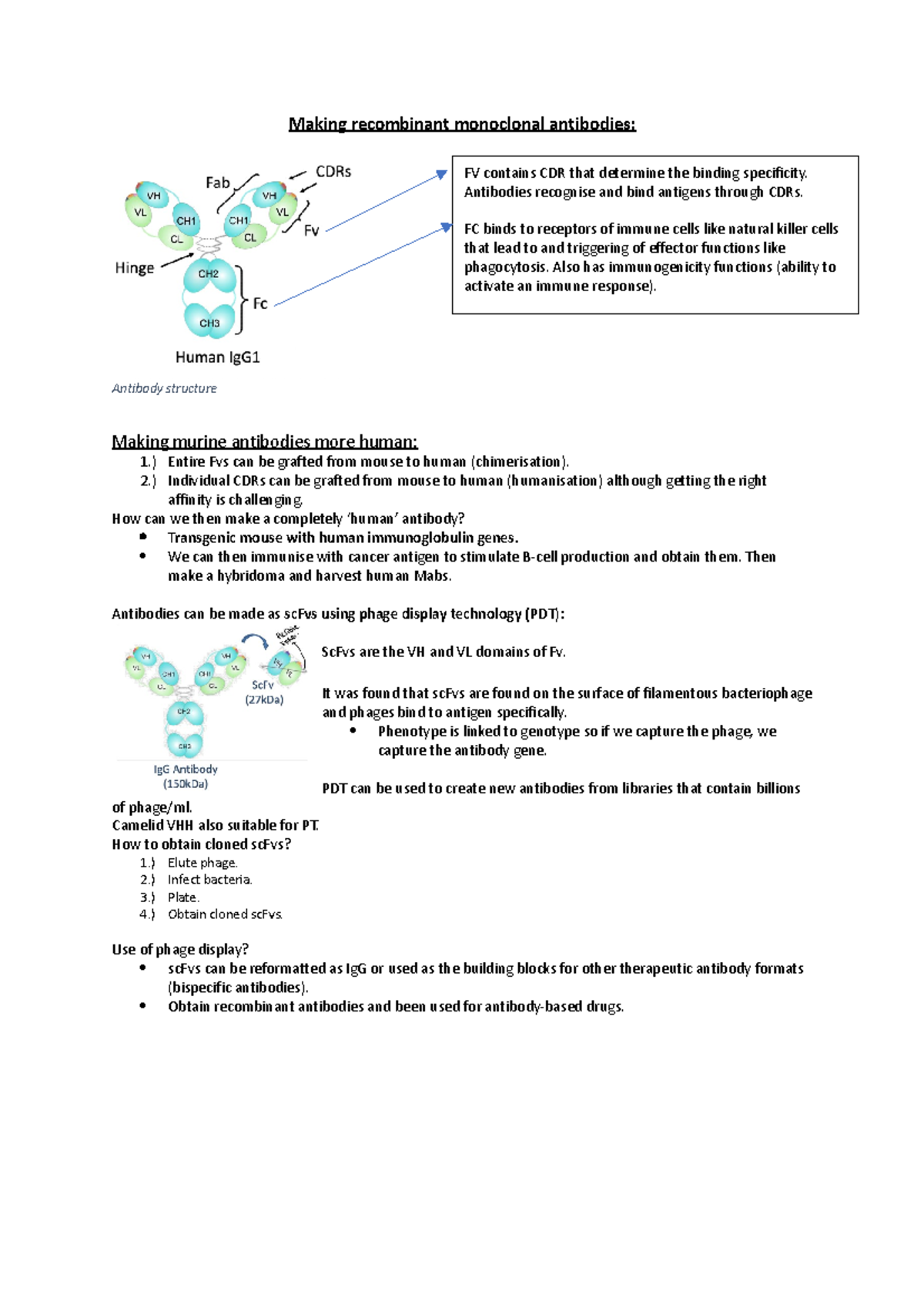 Antibody targeted therapy - Making recombinant monoclonal antibodies ...