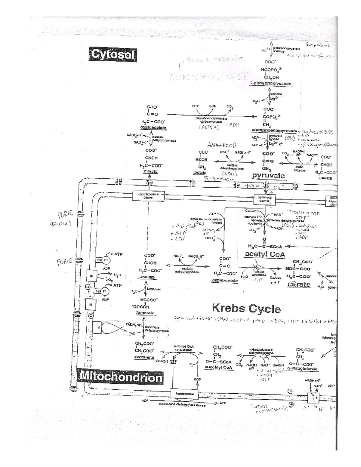 Schema Iii De Cel Energie En Metabolisme 2 Ptmphogdycamla Mei