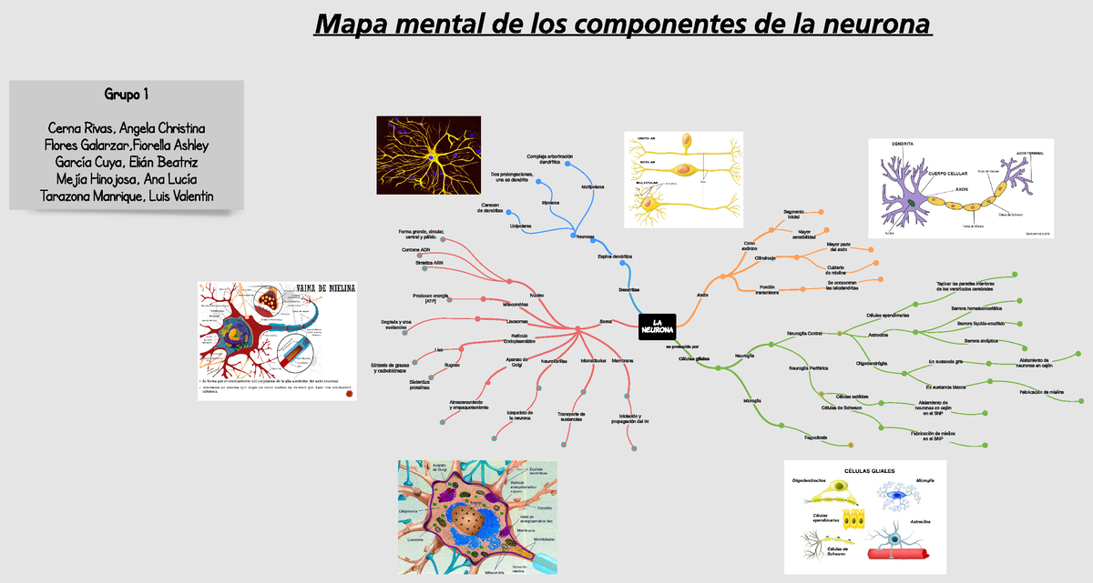 Mapa Mental Grupo Neurona Dendritas Compleja Arborizaci N