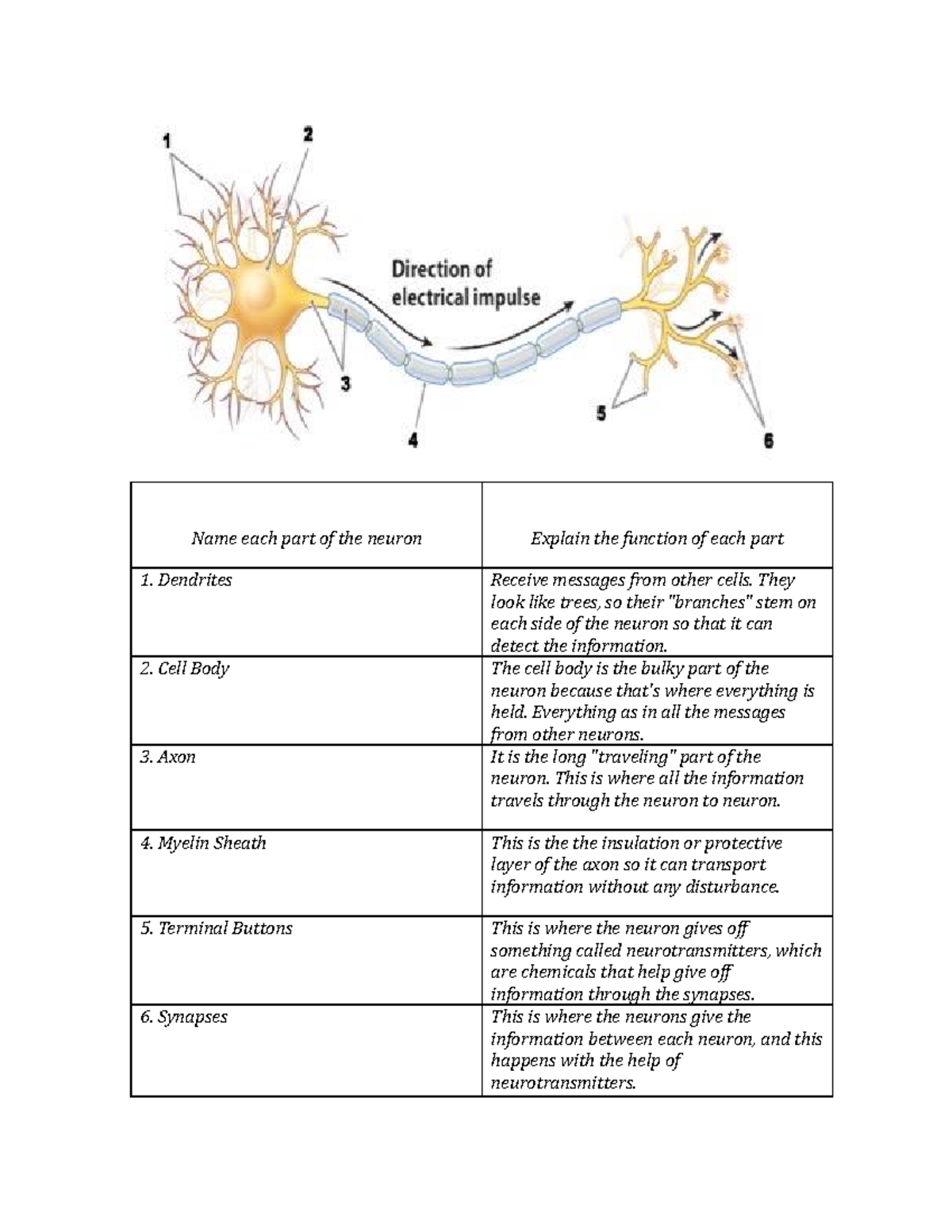 31 Label The Parts Of The Neuron MairhiEsha