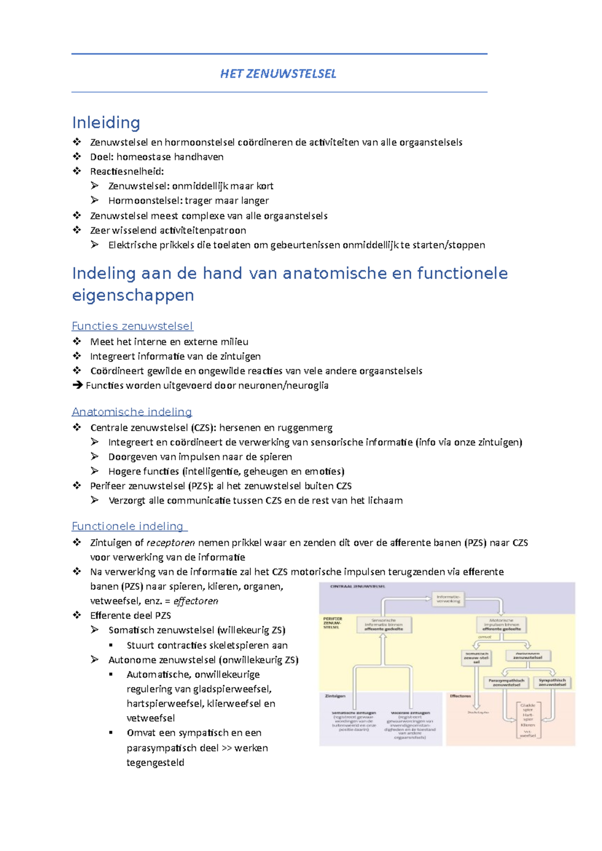 Zenuwstelsel - Samenvatting Anatomie En Fysiologie - HET ZENUWSTELSEL ...