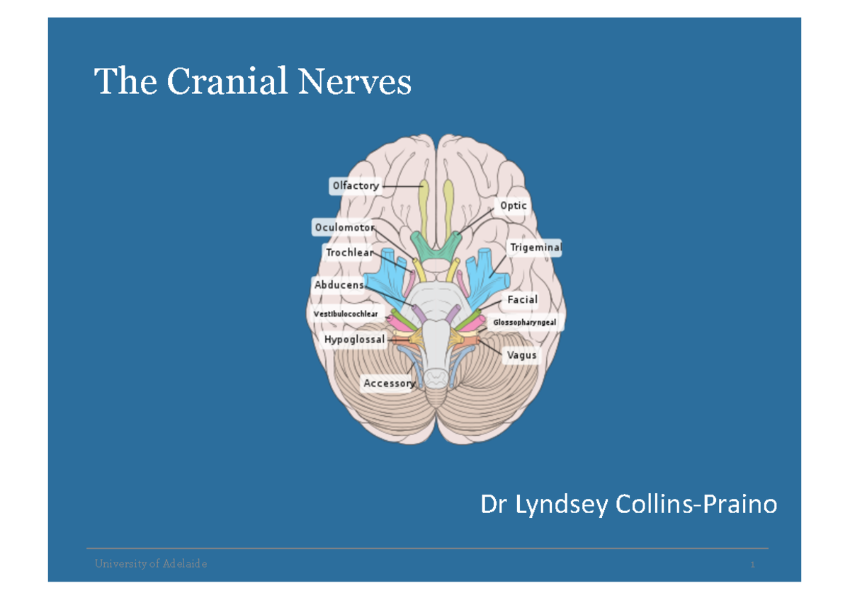 Cranial Nerves 1perpage - The Cranial Nerves University of Adelaide 1 ...