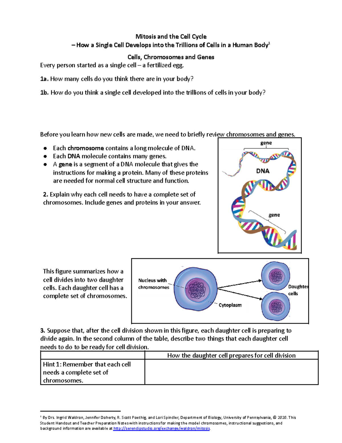 Mitosis Protocol 2020 - no - Mitosis and the Cell Cycle – How a Single ...