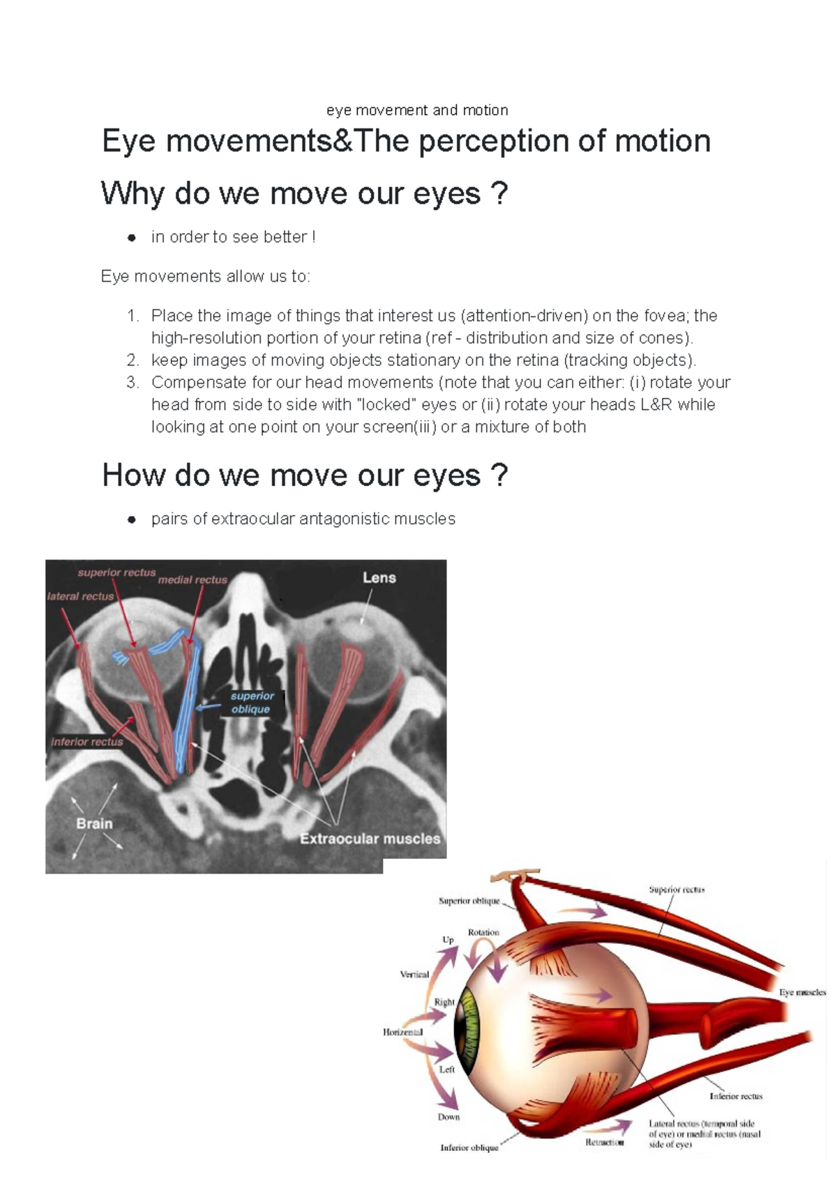 Eye movement and motion-2 - eye movement and motion Eye movements&The ...