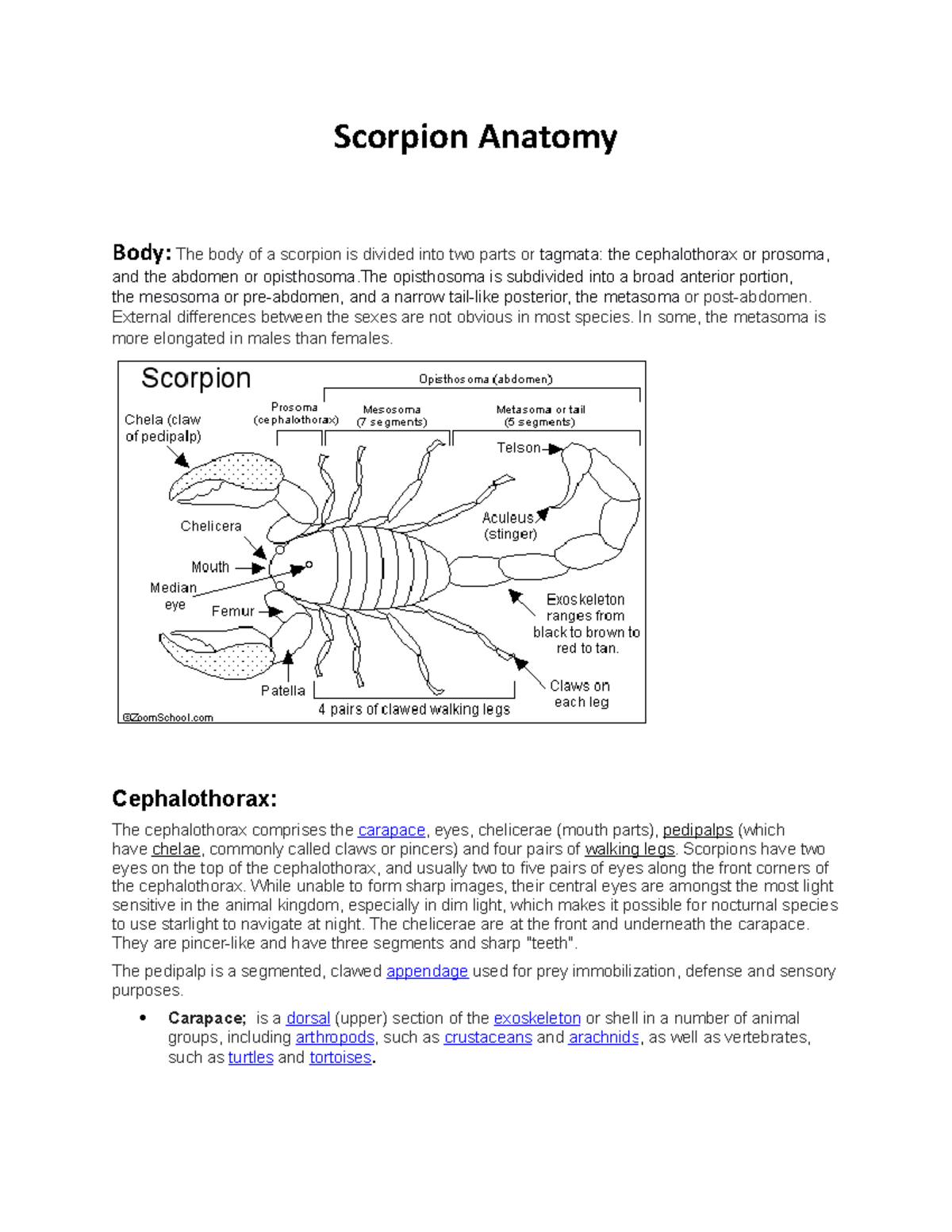 Scorpion Anatomy 1 - Good - Scorpion Anatomy Body: The body of a ...