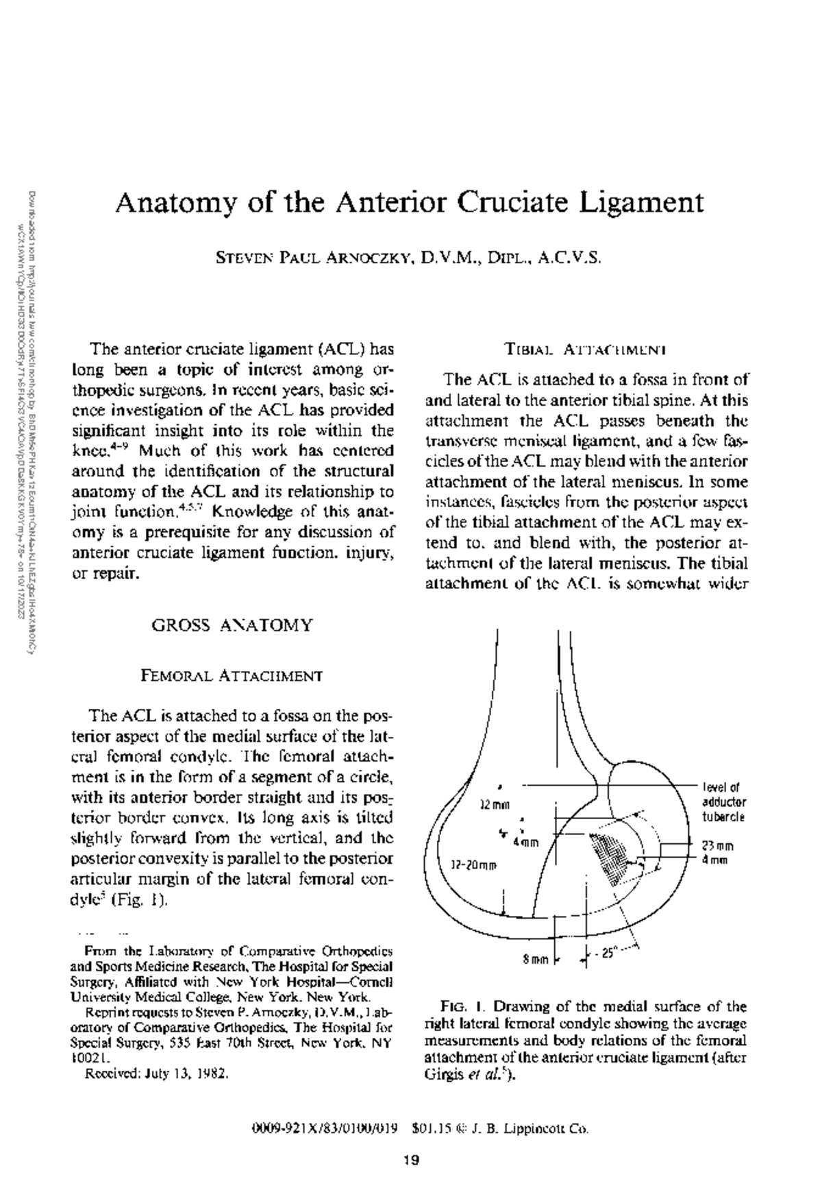 Anatomy of the anterior cruciate ligament - Anatomy of the Anterior ...