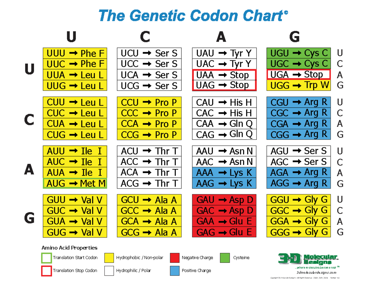 Codon Mini Chart 6215 UUU UUC UUA UUG Phe F Phe F Leu L Leu