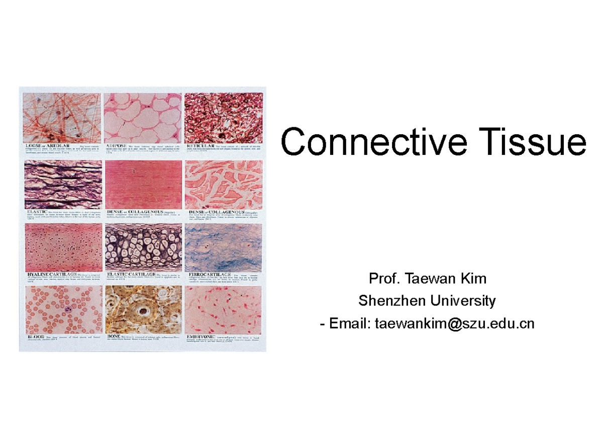 Connective Tissue - lecture note - MEDS1001 - USyd - Studocu