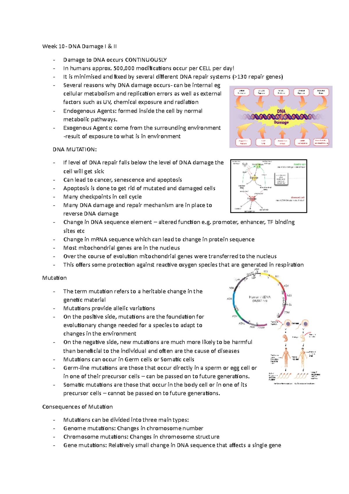 Week 10 - Lecture notes 19-20 - Week 10- DNA Damage I & II Damage to ...