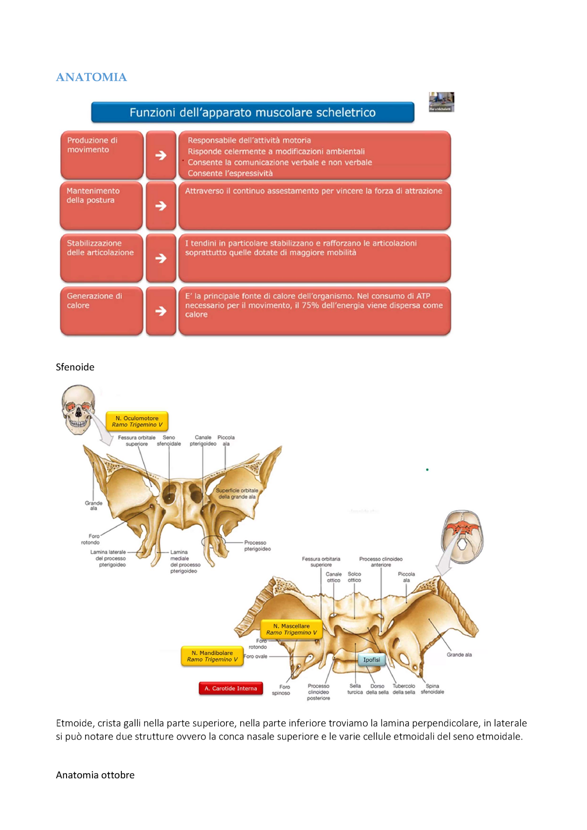 Anatomia del seno etmoidale