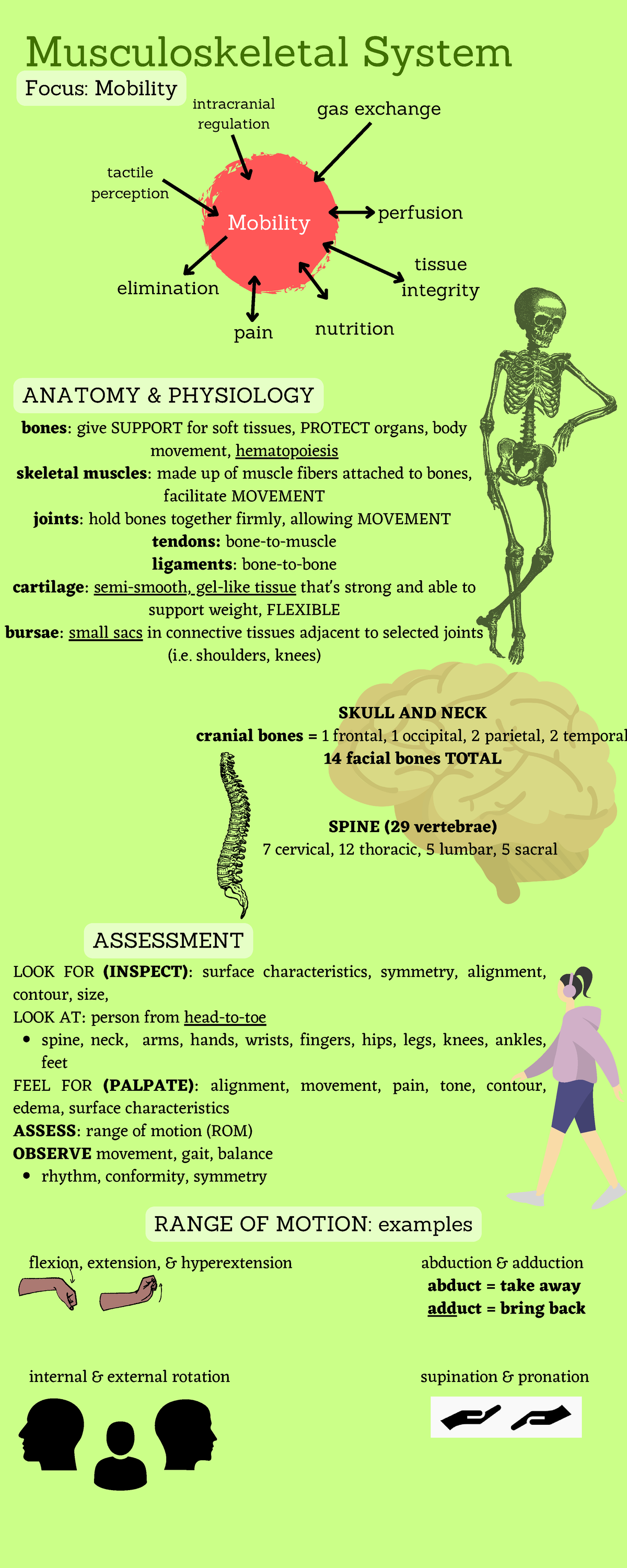 Musculosketal overview - Mobility SKULL AND NECK cranial bones = 1 ...