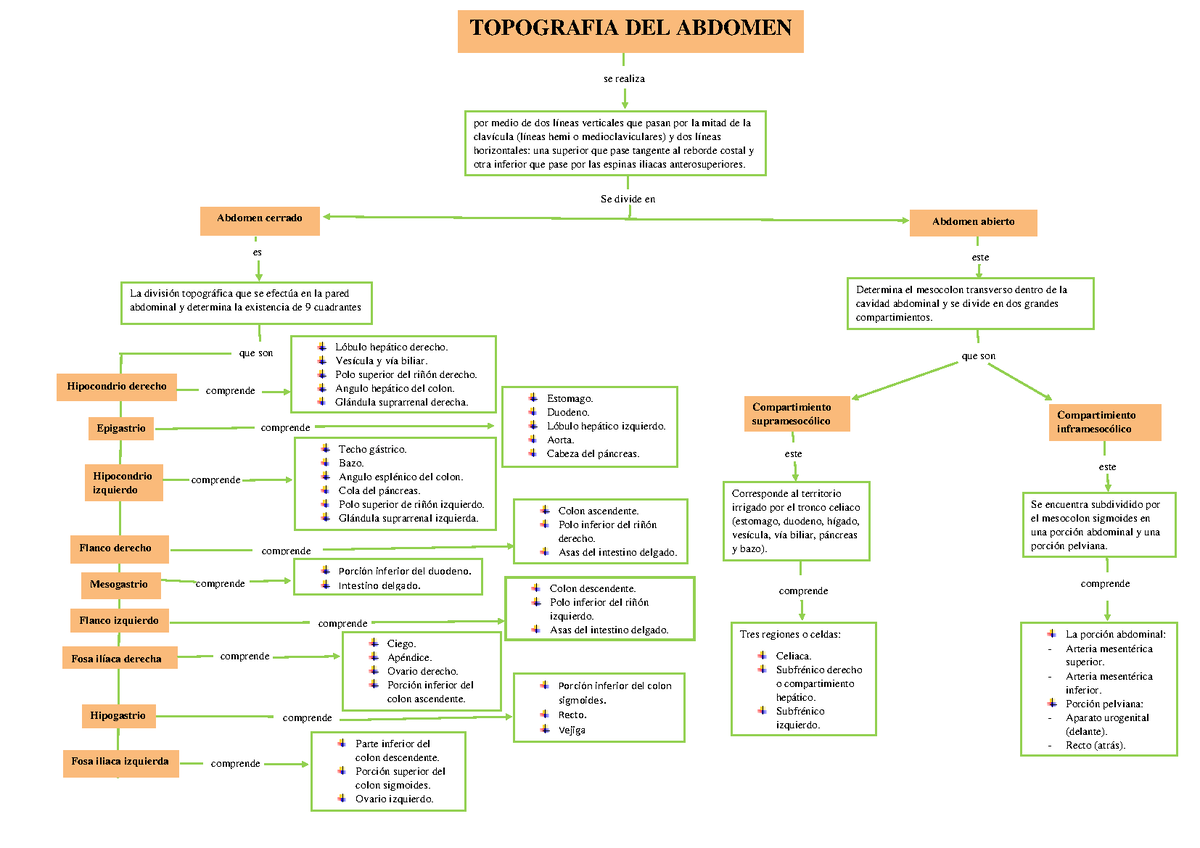 Topografia Del Abdomen Topografia Del Abdomen Se Divide En Abdomen Cerrado Abdomen Abierto Es