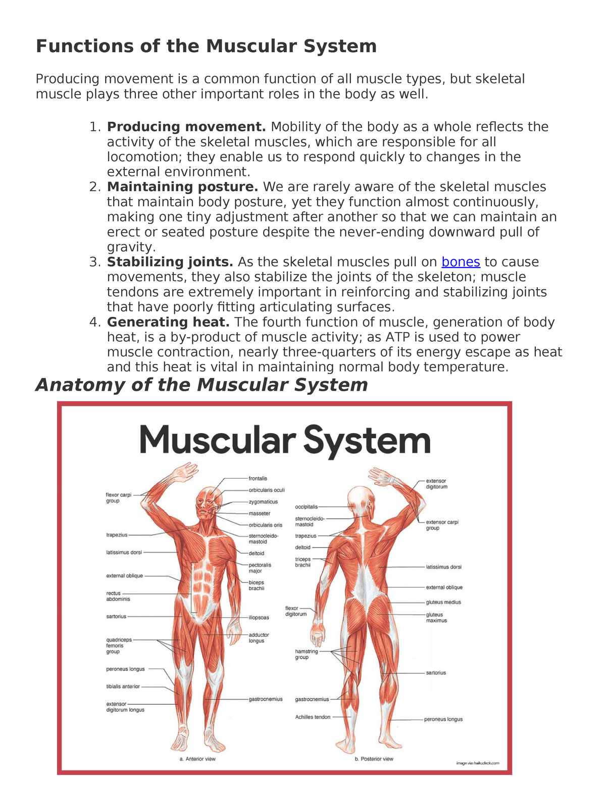 Functions of the Muscular System - Functions of the Muscular System ...