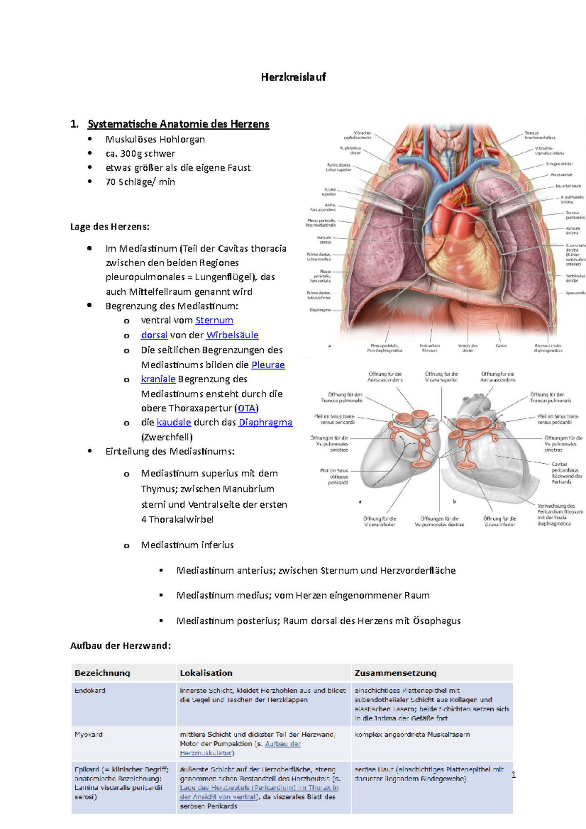 Herzkreislauf 1 Aufbau Herzklappen Herzkreislauf 1 Systematische Anatomie Des Herzens Studocu