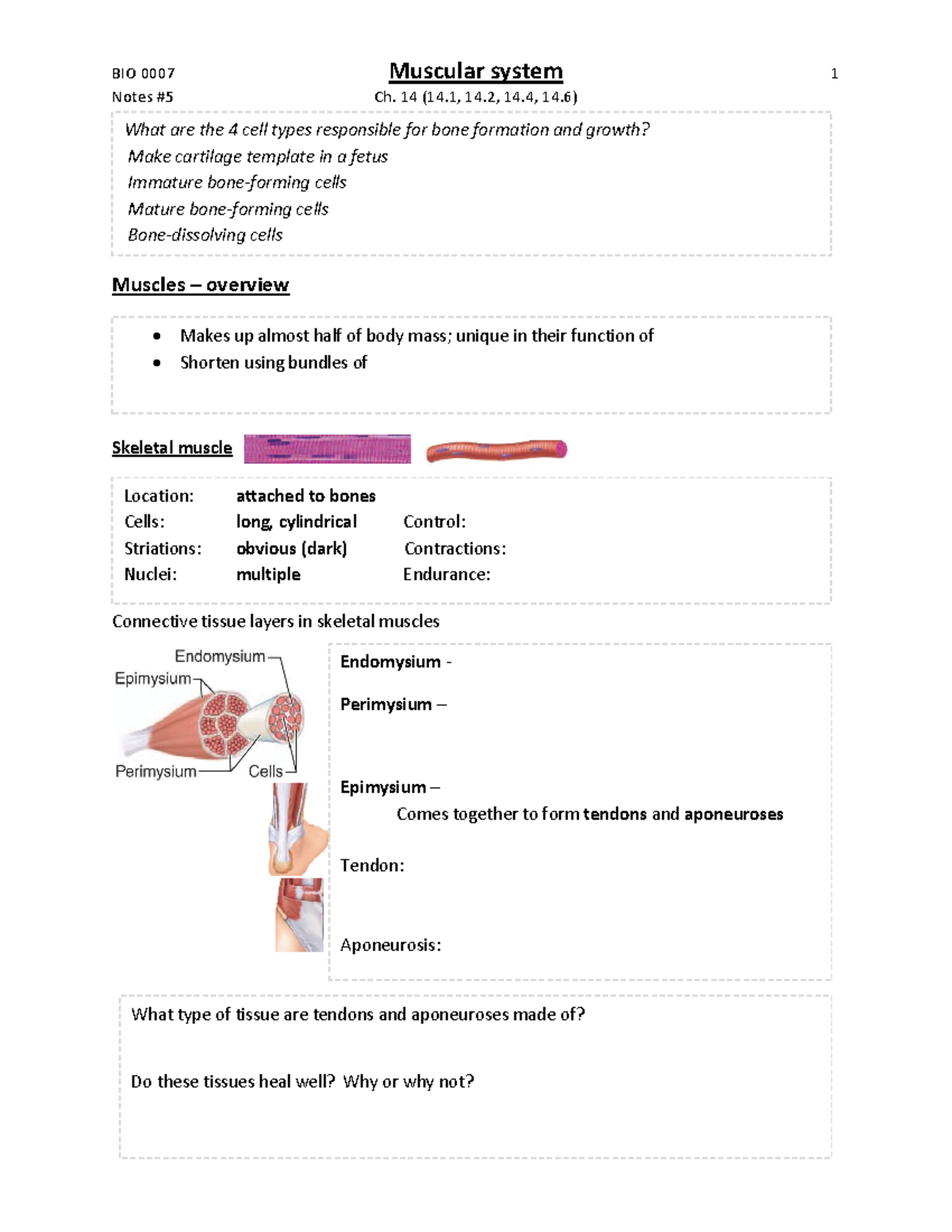 5 Muscles Ch14 - Lecture notes 5 - Warning: TT: undefined function: 32 ...