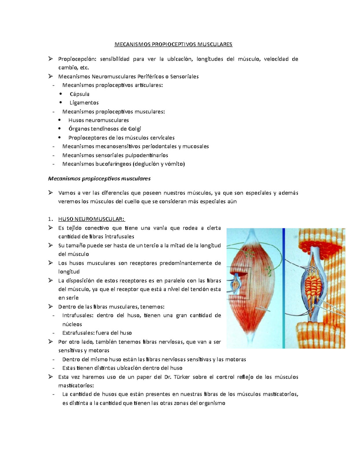 Los organos tendinosos de golgi