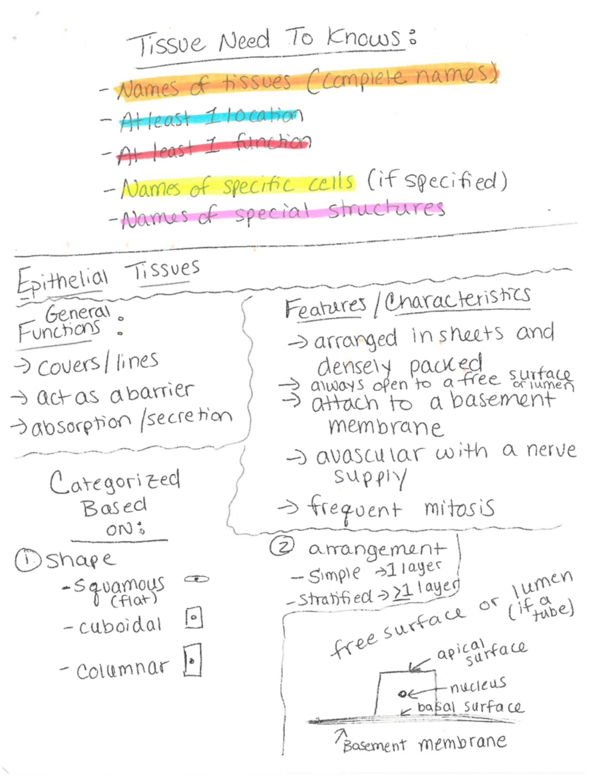 Lab 4 notes pg with highlights - BIOL 2301 - Studocu