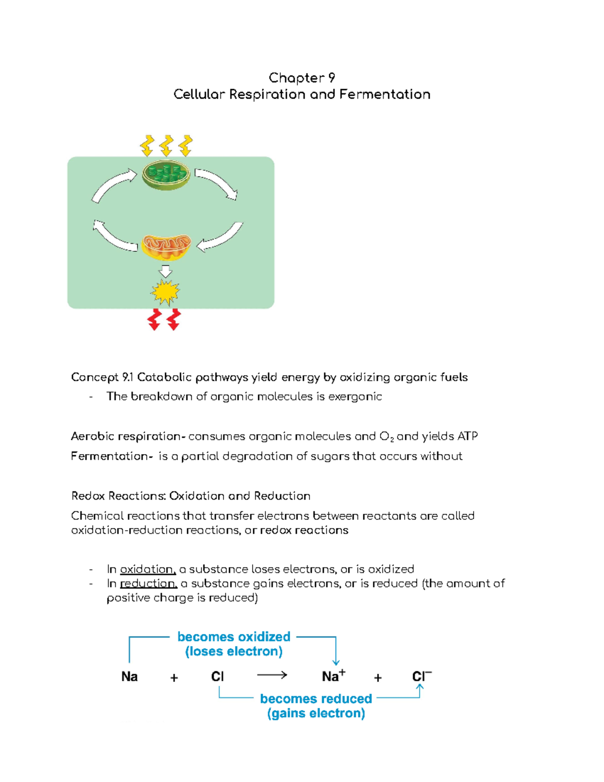 Bio chapter 9 pp - Notes - Chapter 9 Cellular Respiration and ...