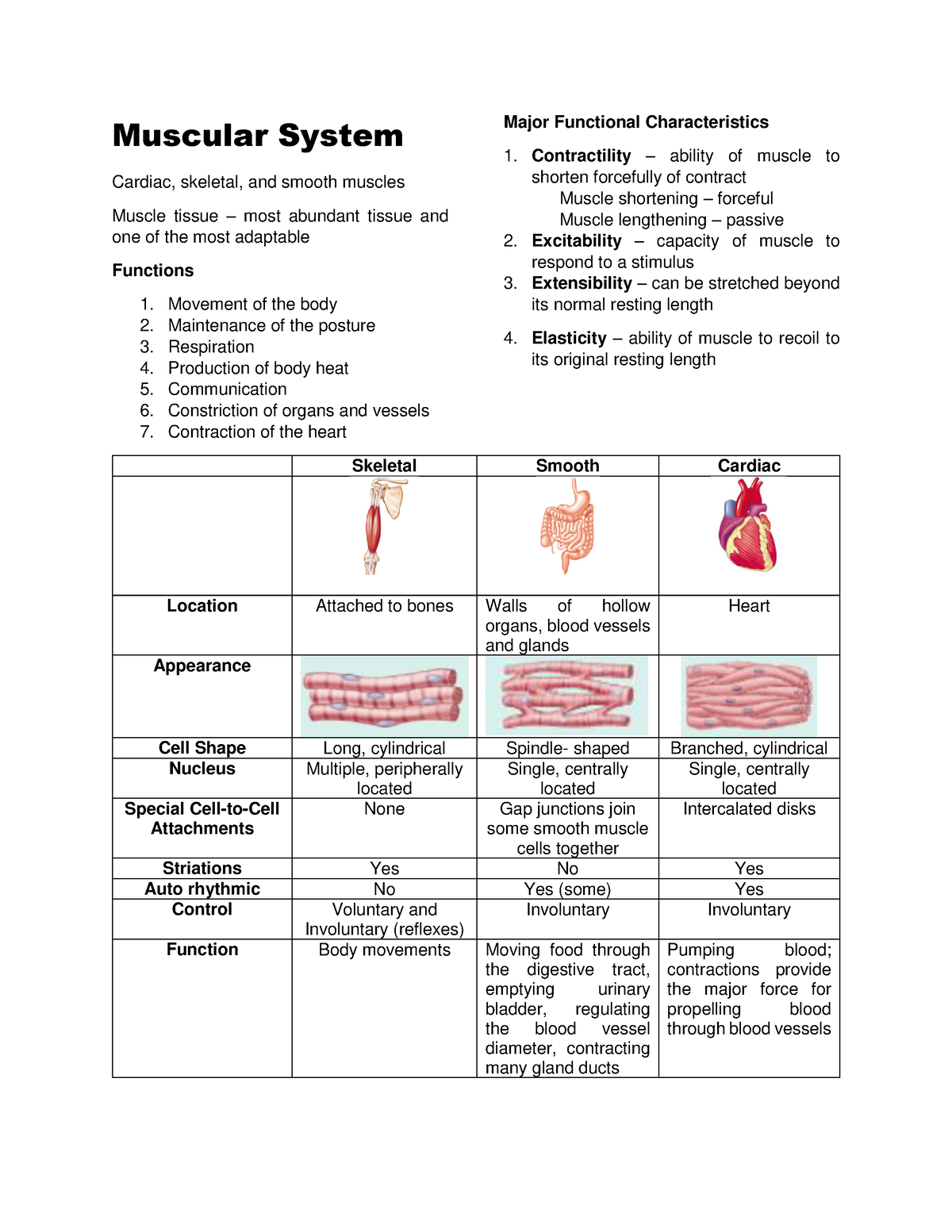 Muscular System - Anatomy and Physiology - Muscular System Cardiac ...