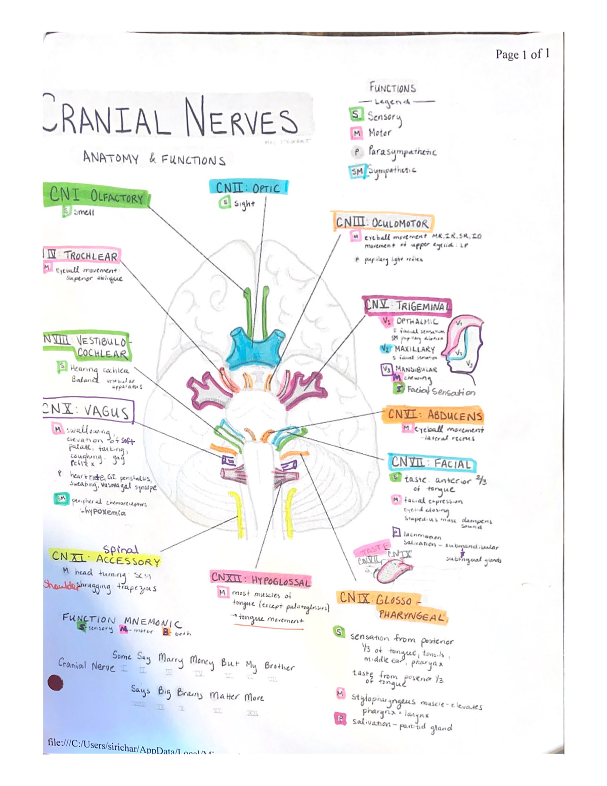 Nerves - NURS 3112 - Studocu