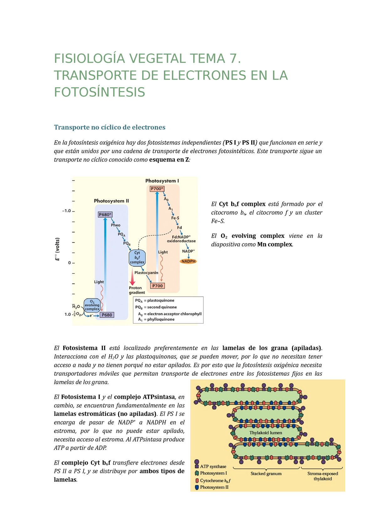 diagrama de cadena de transporte de electrones fotosíntesis