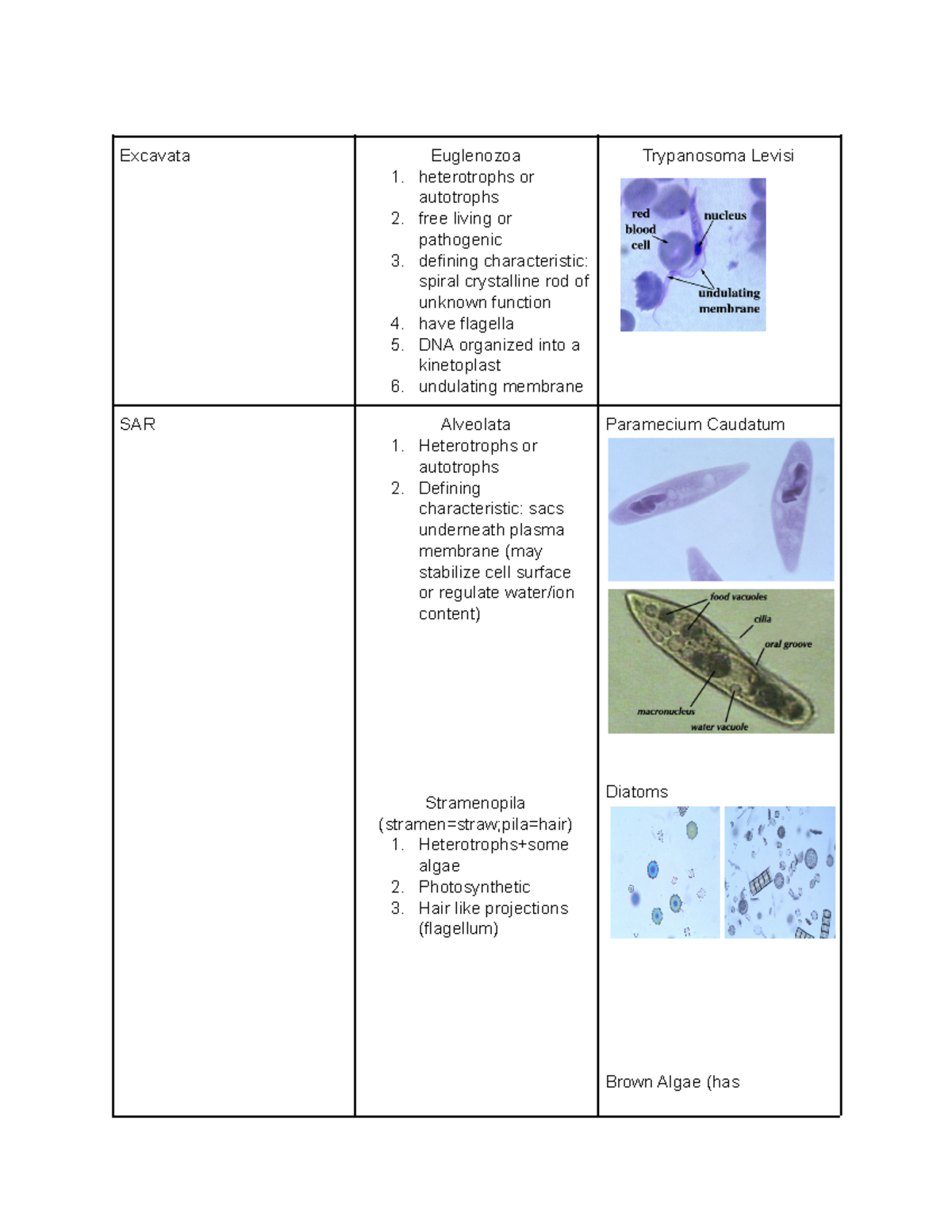 Protists: Heterotrophs, Autotrophs, Or Both? - whuh274