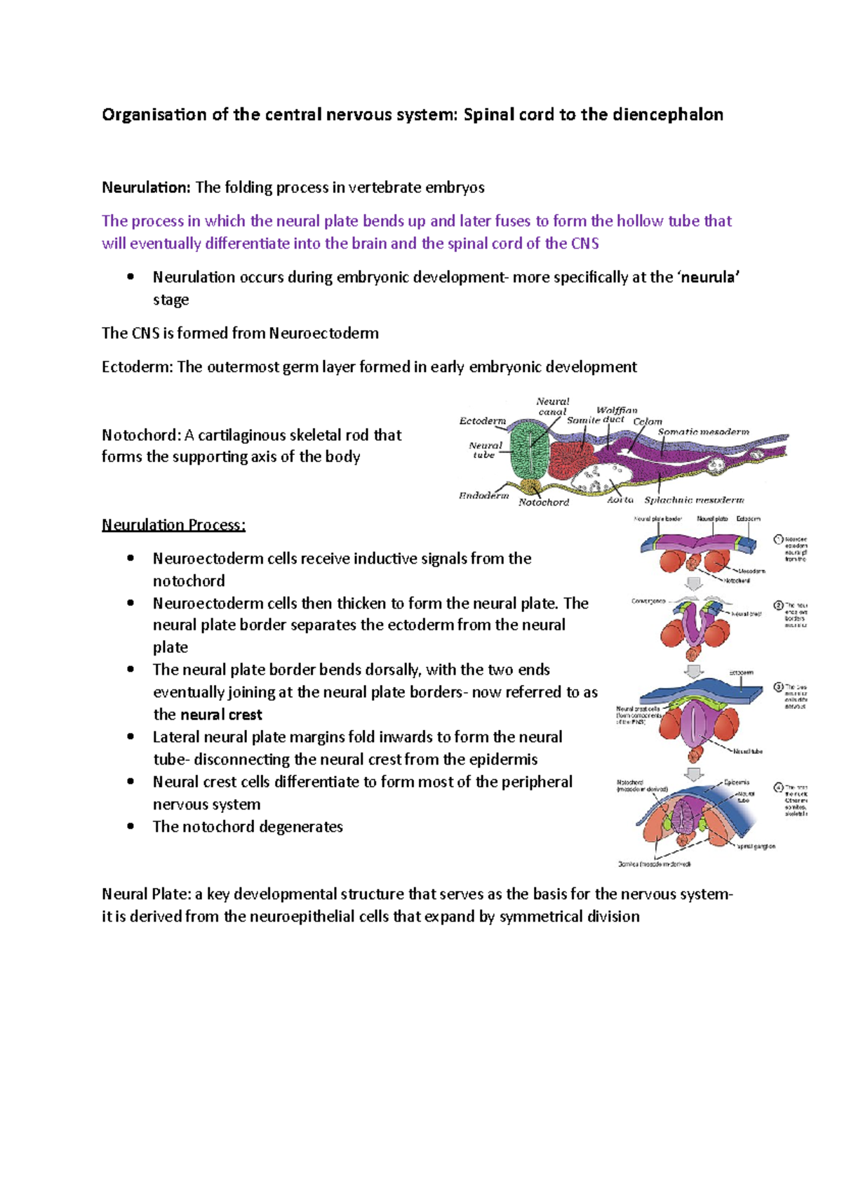Organisation of the CNS - Organisation of the central nervous system ...