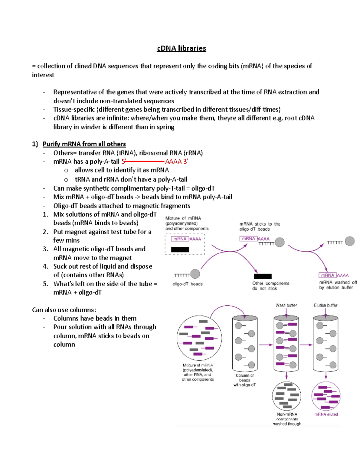 C DNA libraries - cDNA libraries = collection of clined DNA sequences ...