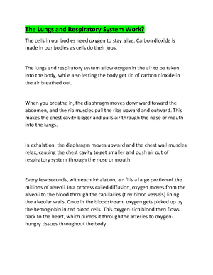 The design of the respiratory system - The lung provides the tissues of ...