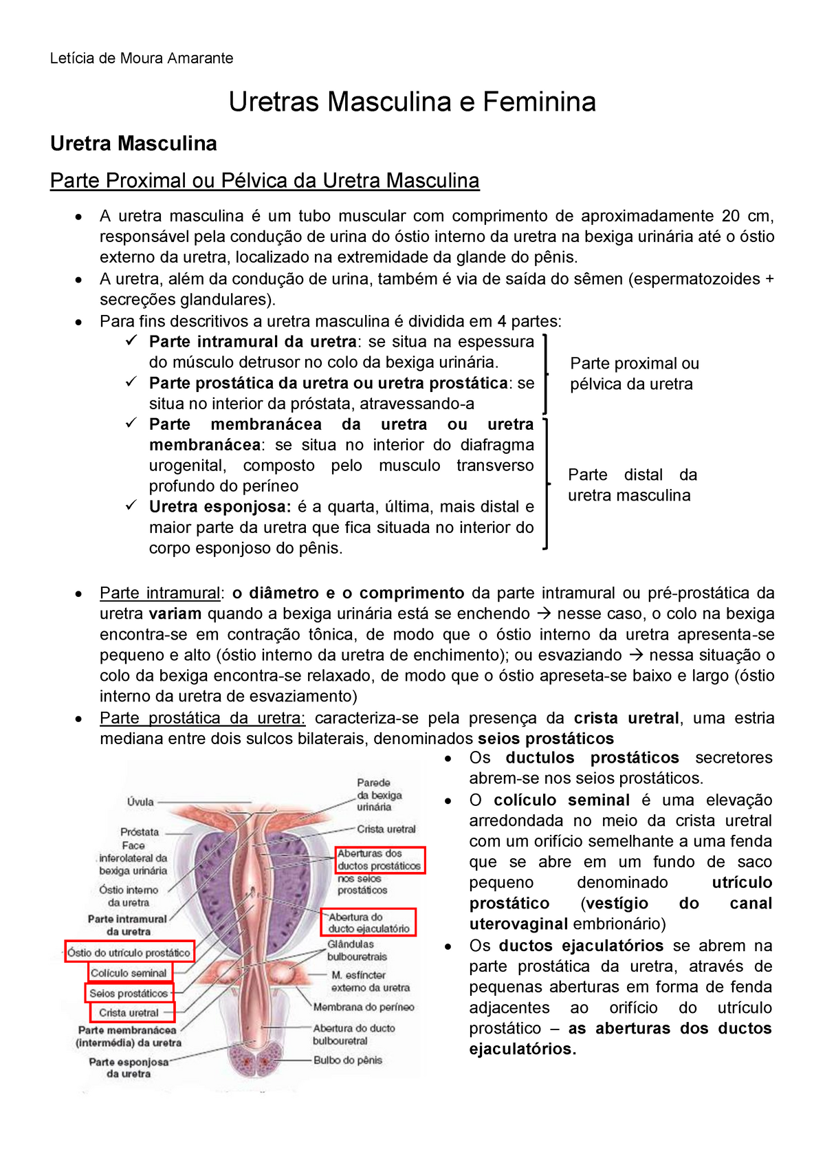 Uretras Masculina E Feminina Letícia De Moura Amarante Uretras Masculina E Feminina Uretra 5068