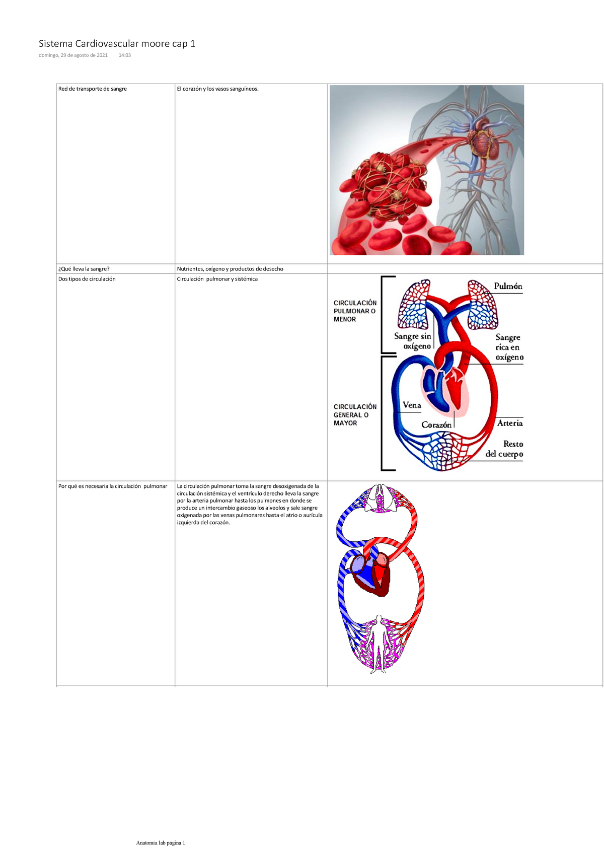 Sistema Cardiovascular moore cap 1 Anatomía UG Studocu