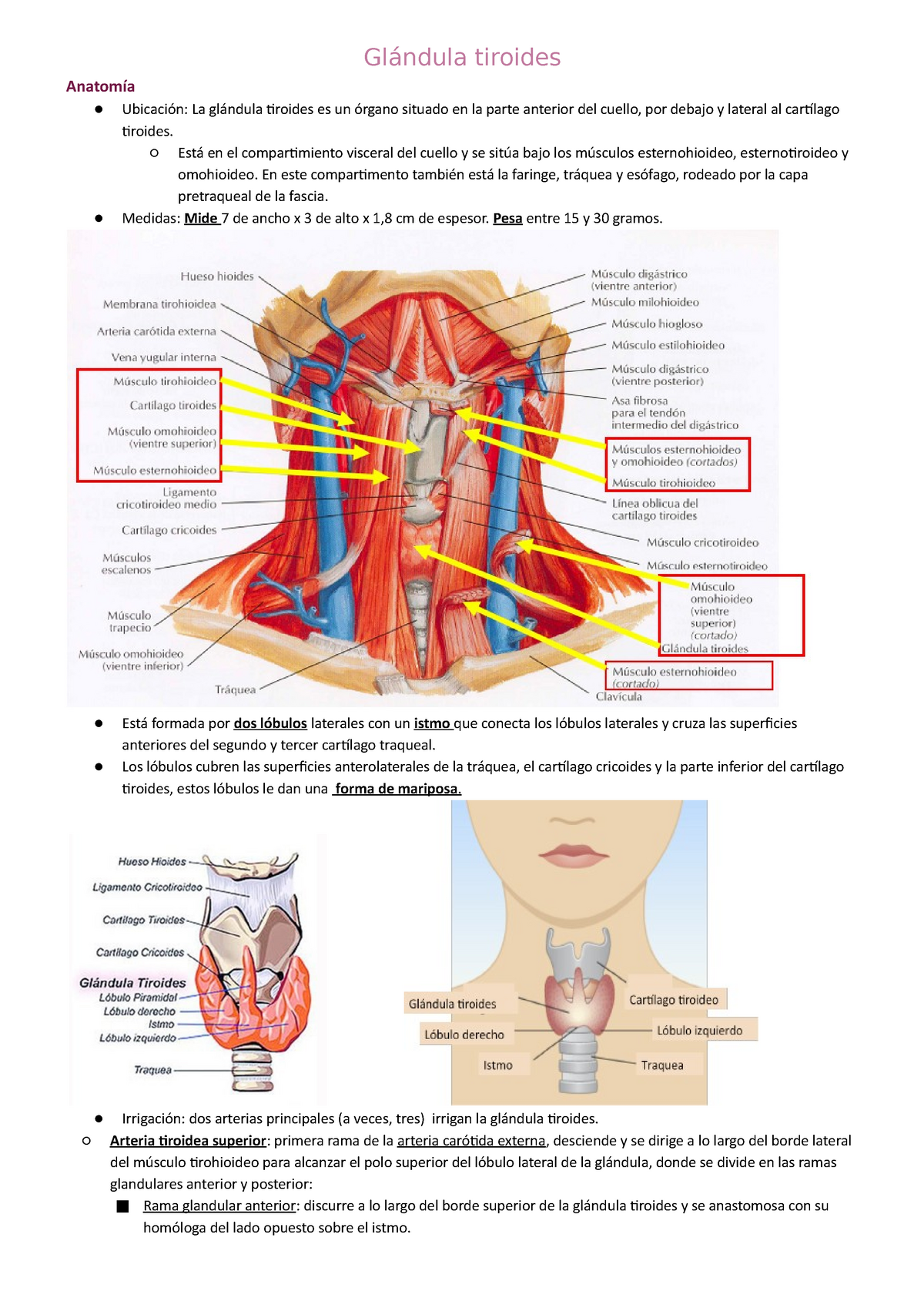 Glándula tiroides: Anatomía, hístologia, hormonas