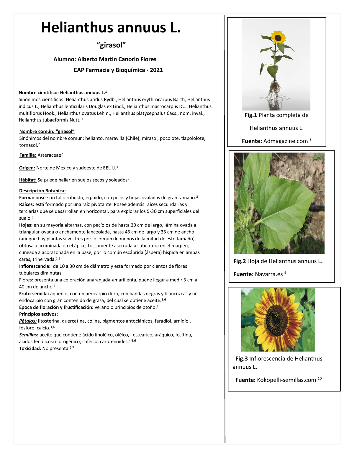 Girasol ficha informativa - Helianthus annuus L. Alumno: Alberto Martin  Canorio Flores EAP Farmacia - Studocu