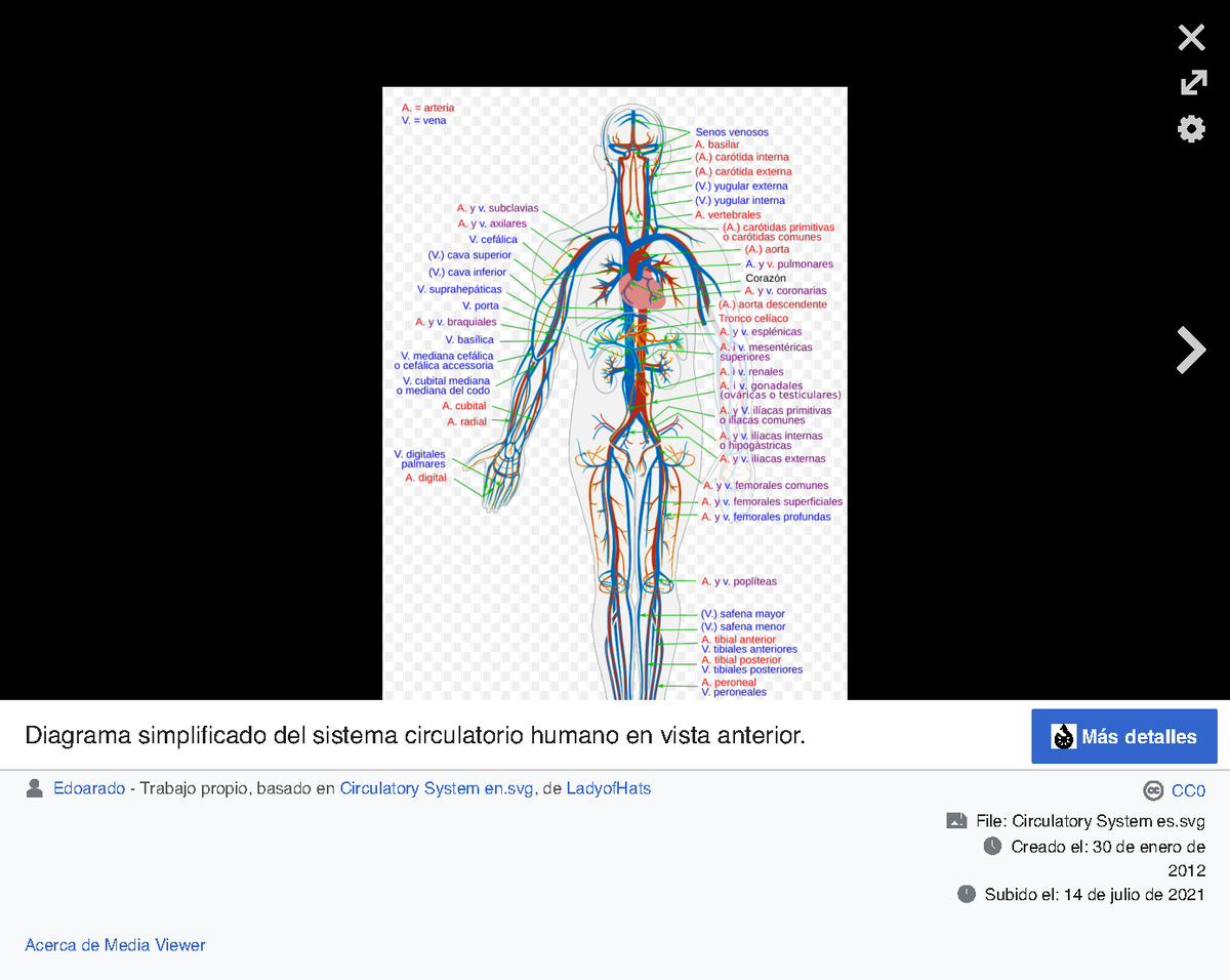 Circulatory System Es - Aparato Circulatorio - Wikipedia, La ...