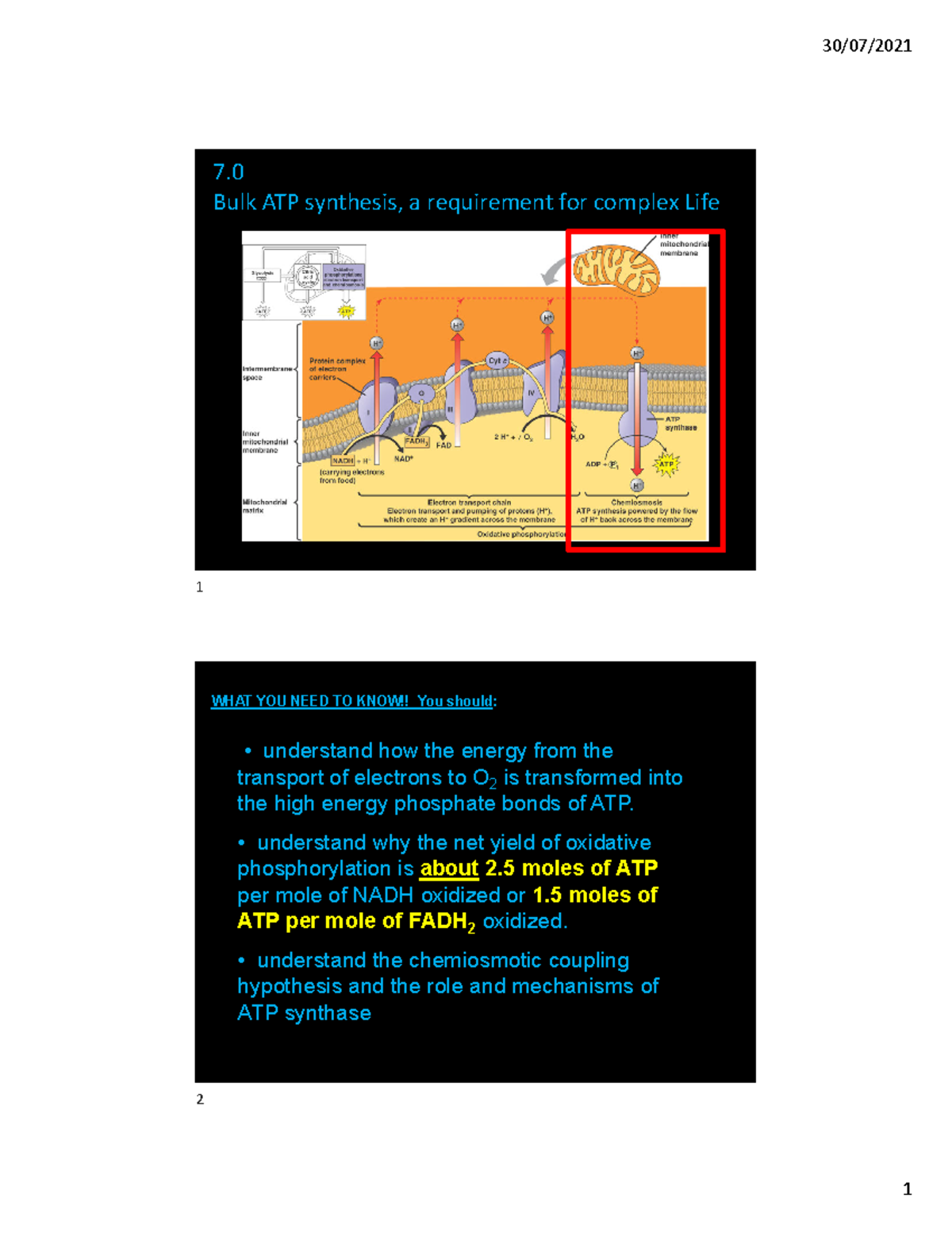 Bioenergetics+Lecture+7+2024+pre lecture+version colour - 7. Bulk ATP ...