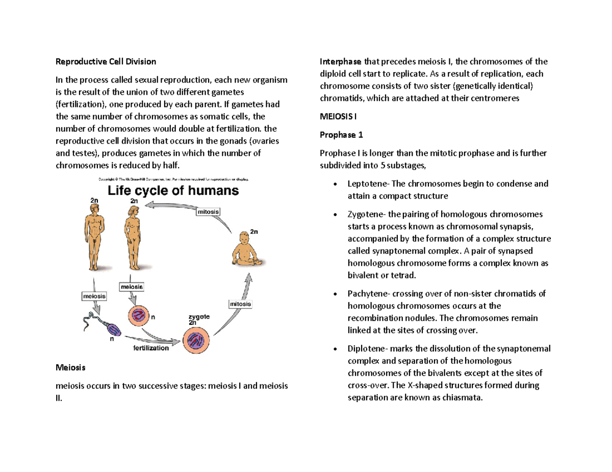 ReproductiveCellDivision Reproductive Cell Division In the process