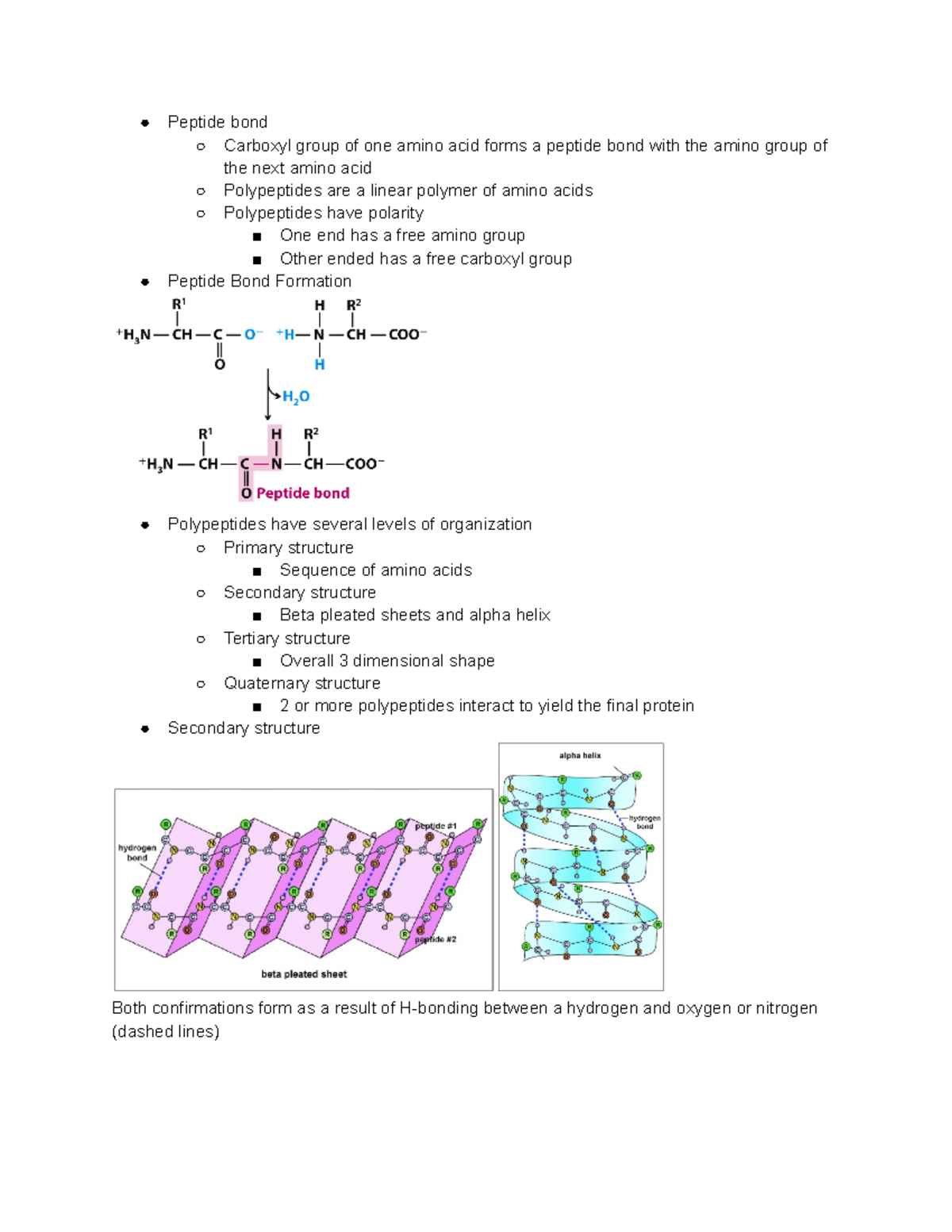 Genetics Chapter 15 Notes Part 3 - Peptide bond Carboxyl group of one ...