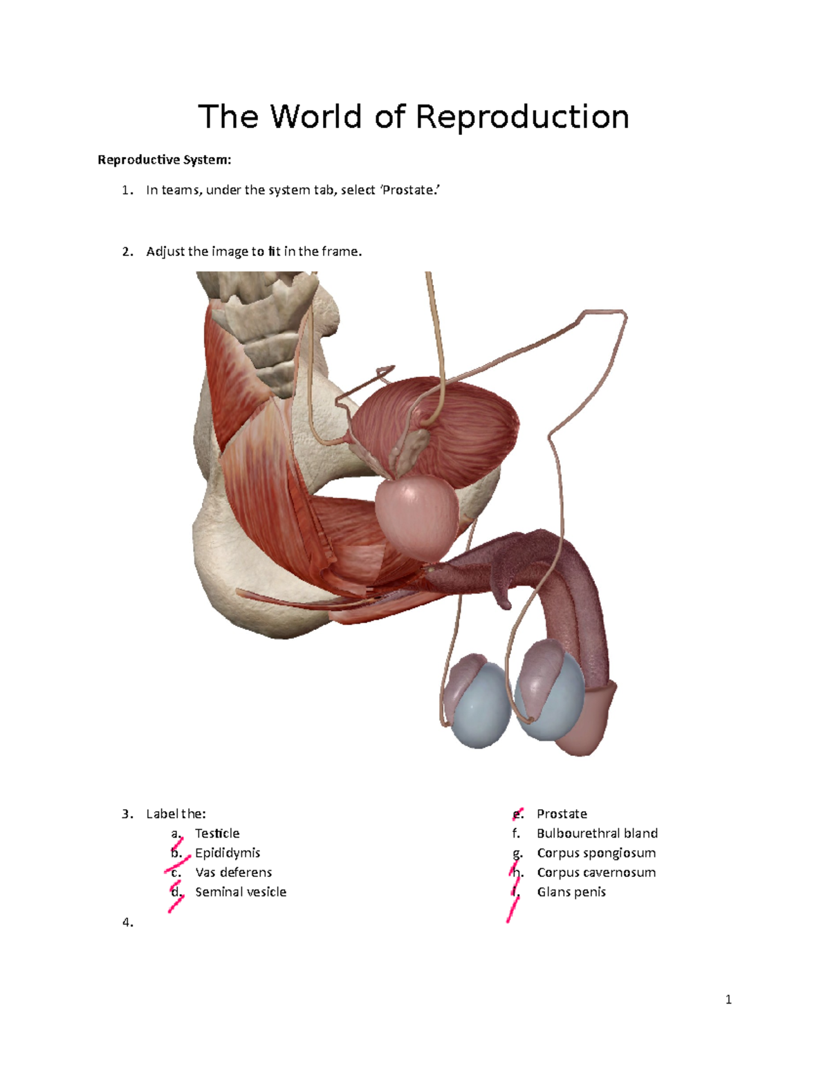 Wk4 Visual Body Atlas - Reproductive - The World of Reproduction ...