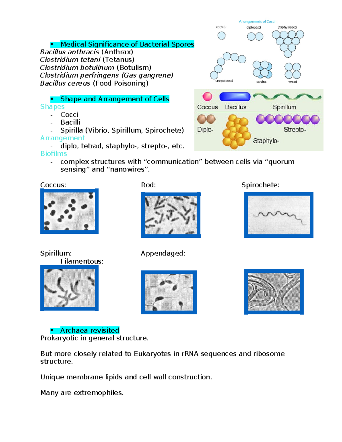 Bacteria - Biofilms Complex Structures With “communication” Between ...