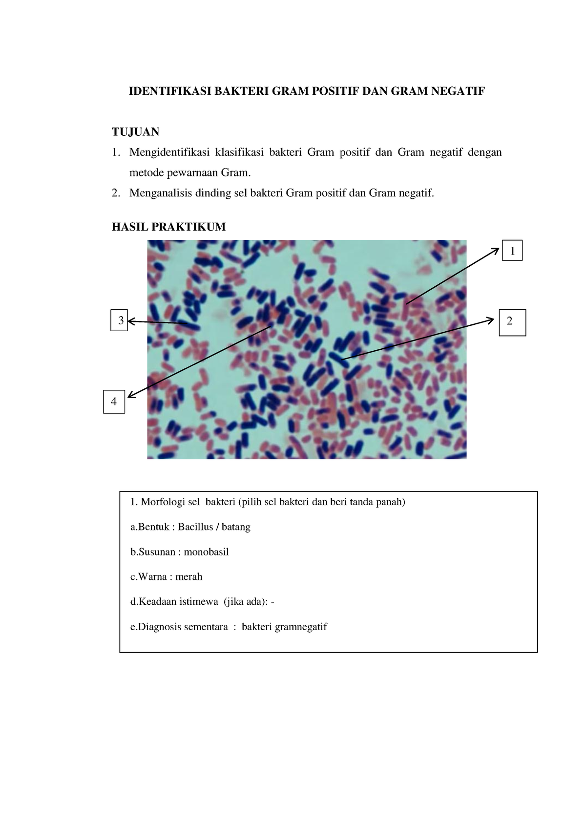 Laporan Praktikum Identifikasi bakteri gram positif dan negatif