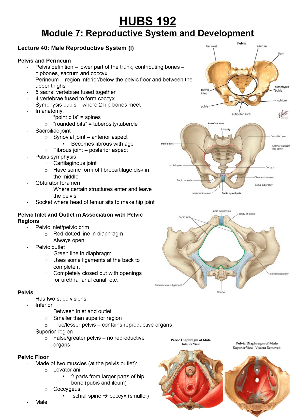 Hubs 192 Lecture Notes Reproductive System And Development Hubs 192 Module 7 Reproductive