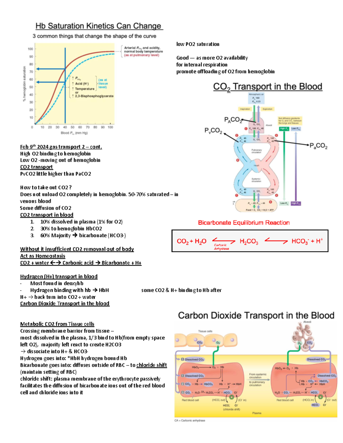 KINE 3012 Lecture NOTE-pages-16 - low PO2 saturation Good — as more O2 ...