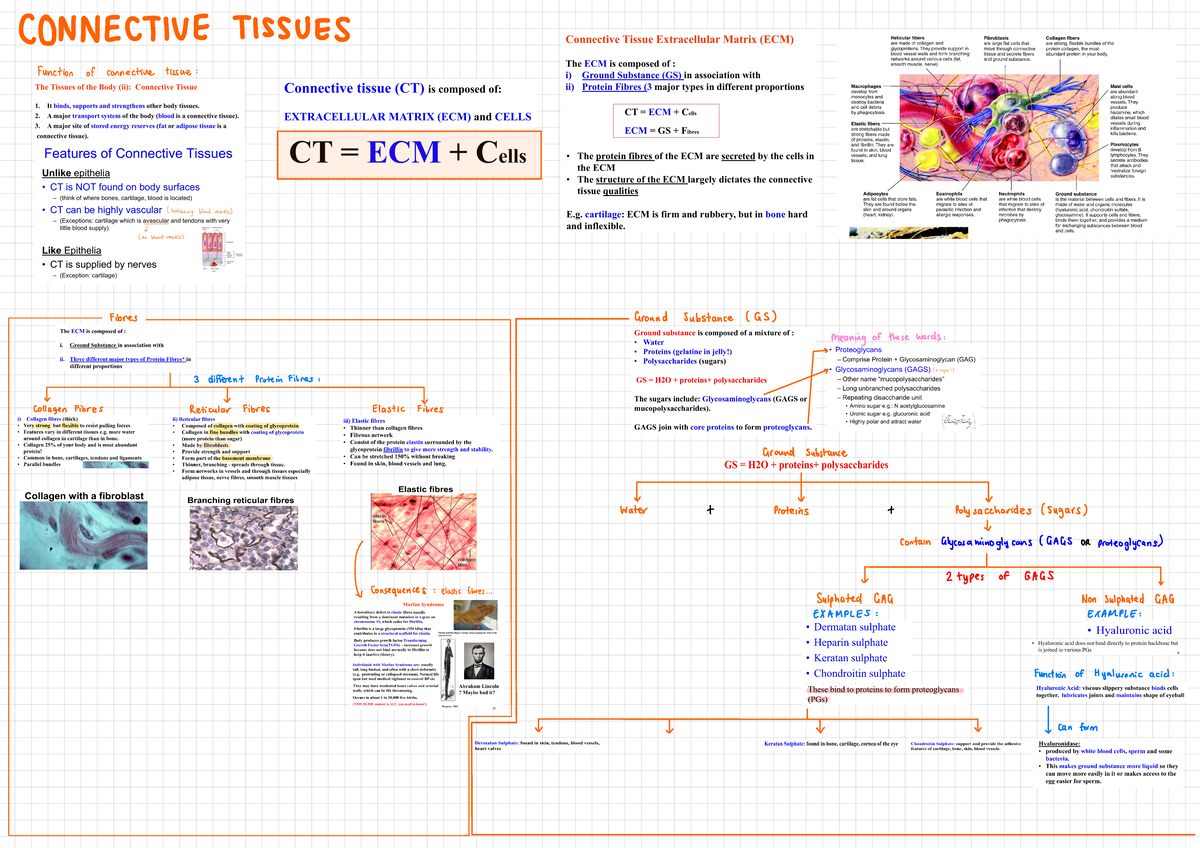 Mind Map BIO - Notes - CONNECTIVETISSUES Function ofconnective tissue ...