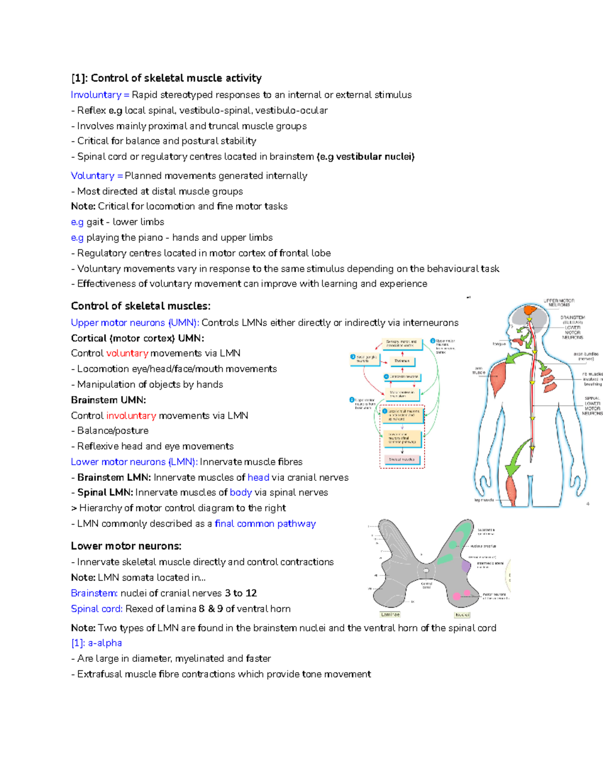 Week 10 Motor neurons, reflex & upper motor neurons and the brain - [1 ...