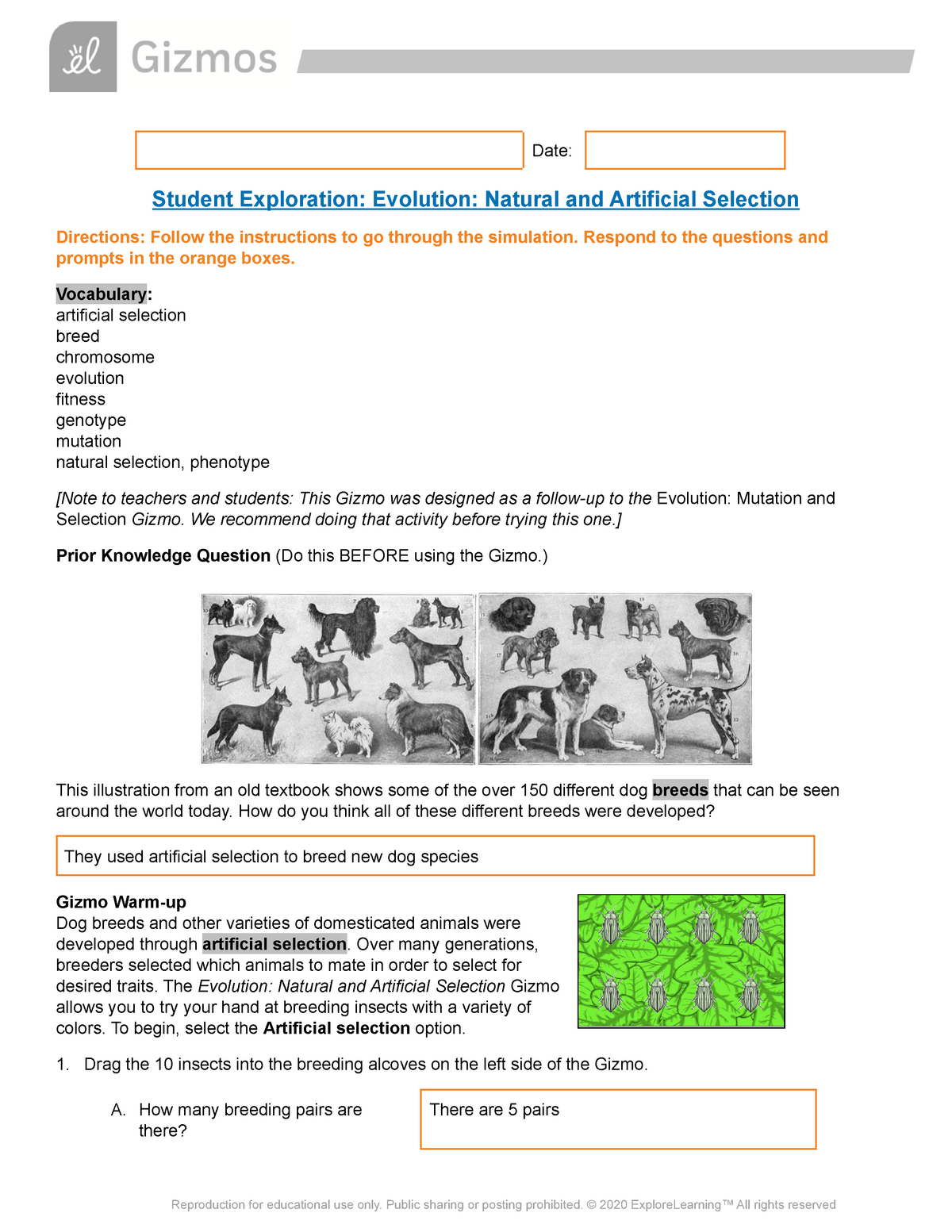Gizmos Evolution, Natural and Artificial Selection - Date: Student Pertaining To Evolution And Natural Selection Worksheet