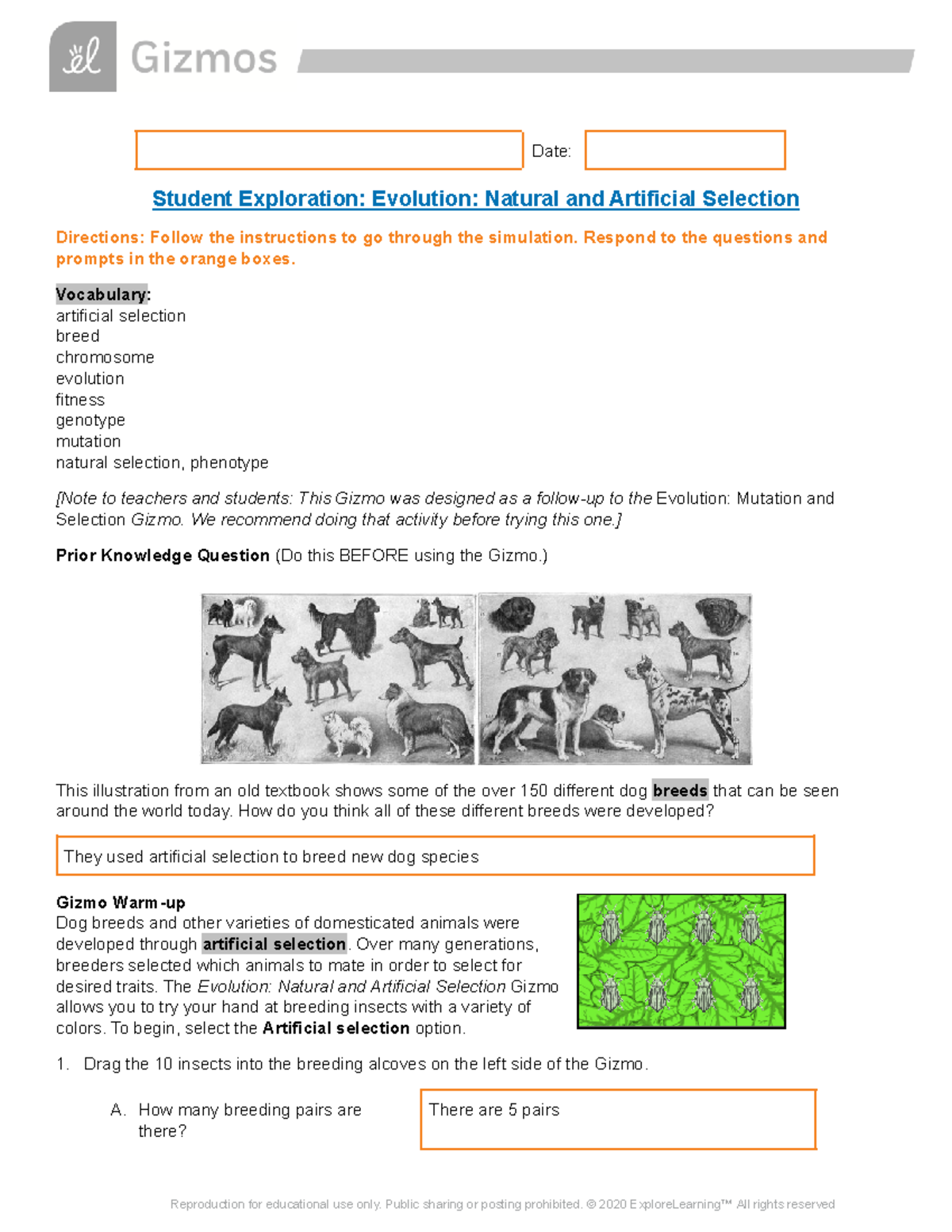 Gizmos Evolution, Natural and Artificial Selection - Date: Student Pertaining To Evolution And Natural Selection Worksheet