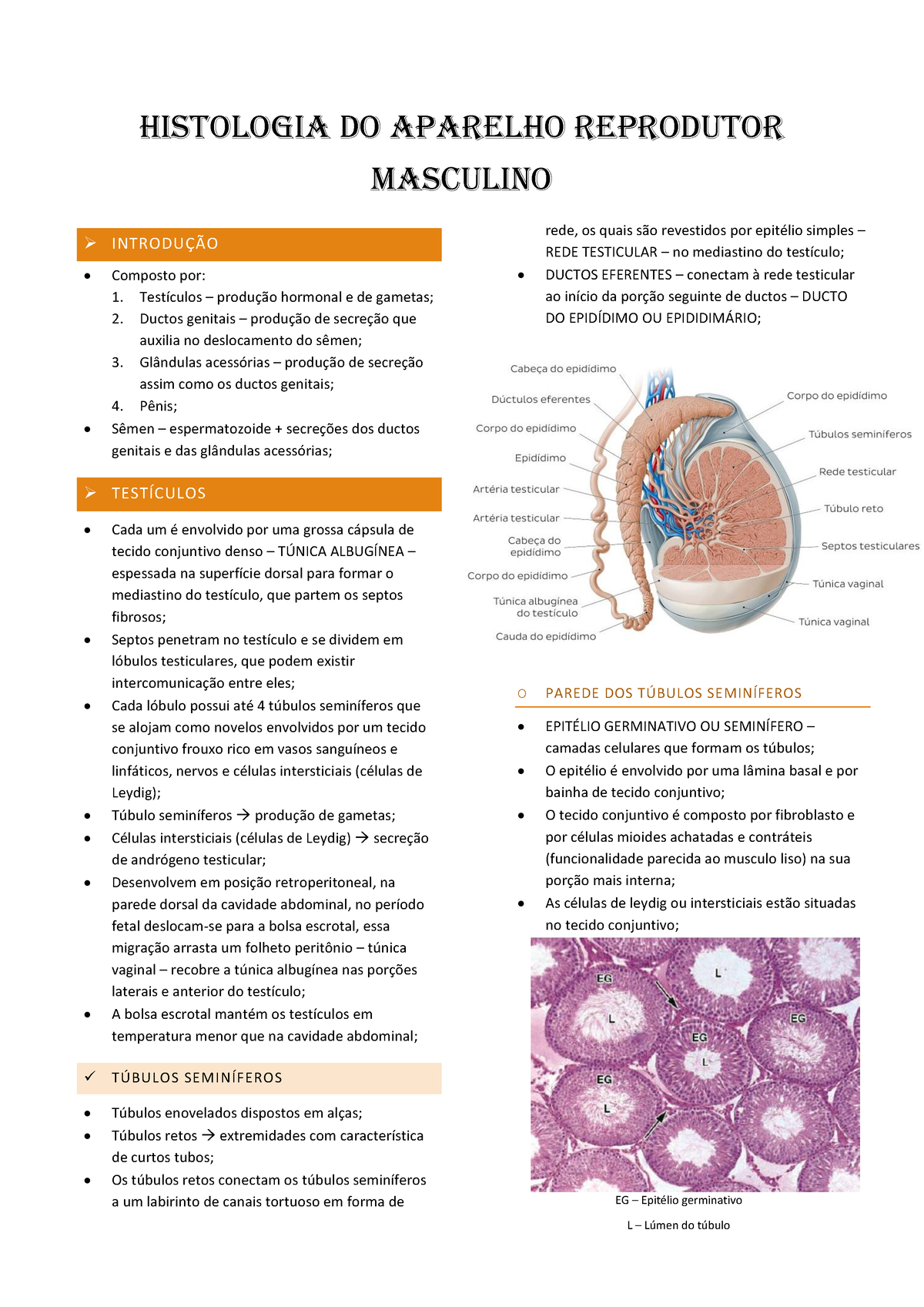 Histologia DO Aparelho Reprodutor Masculino HISTOLOGIA DO APARELHO REPRODUTOR MASCULINO