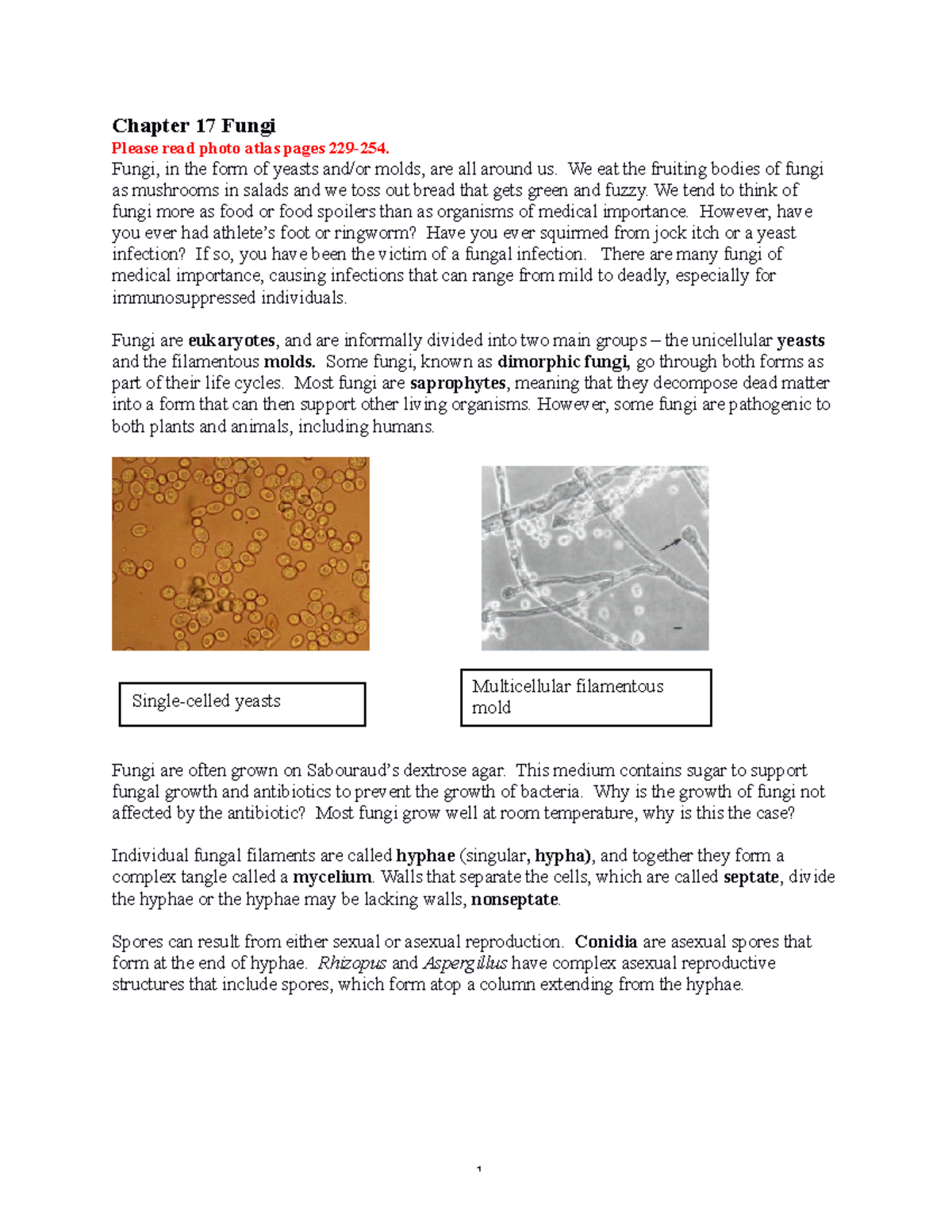 Chapter 17 Fungi Revised 05252021 - Chapter 17 Fungi Please Read Photo ...