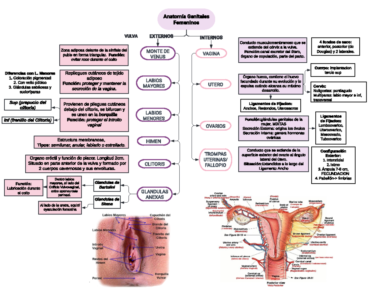 Mapa Genitales Femeninos Ginecolog a Williams Anatom a Genitales 