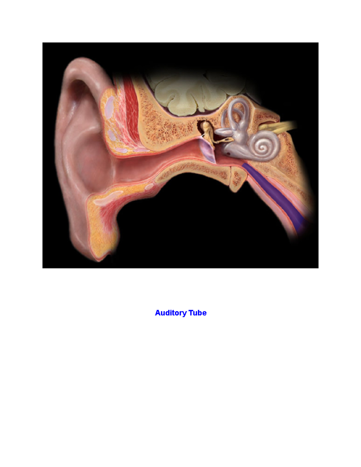 Anatomy Lab Exam 2 Study Guide NATSCI172 Auditory Tube External
